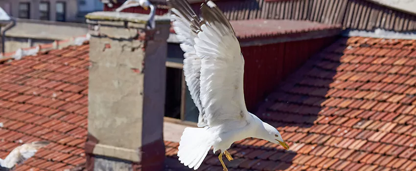 Residential Chimney Animal Removal Solution in Tumwater, WA